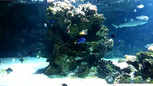 Gratis Akvarier live wallpaper för Android på surfplattan arbetsbordet: Aquarium with sharks.