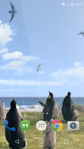 Ladda ner Arctic Penguin - gratis live wallpaper för Android på skrivbordet.