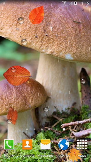 Autumn mushrooms - ladda ner levande bakgrundsbilder till Android 4.4 mobiler.