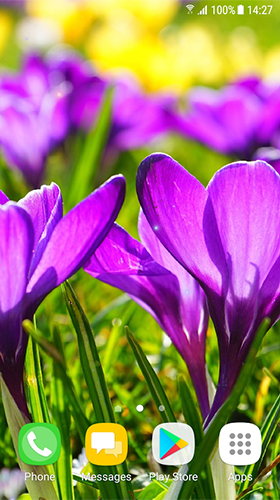 Ladda ner Beautiful spring flowers - gratis live wallpaper för Android på skrivbordet.