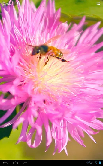 Bee on a clover flower 3D - ladda ner levande bakgrundsbilder till Android 4.4.4 mobiler.