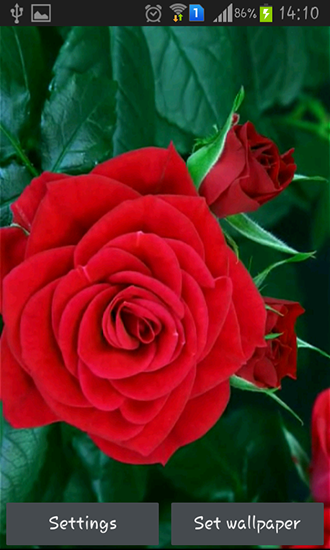 Blooming red rose - ladda ner levande bakgrundsbilder till Android 7.0 mobiler.