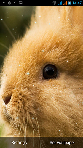 Ladda ner Bunny by Live Wallpapers Gallery - gratis live wallpaper för Android på skrivbordet.