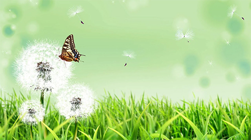 Ladda ner Butterfly by Amazing Live Wallpaperss - gratis live wallpaper för Android på skrivbordet.