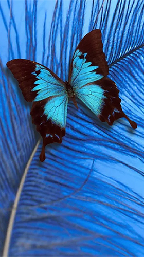 Ladda ner Butterfly by HQ Awesome Live Wallpaper - gratis live wallpaper för Android på skrivbordet.