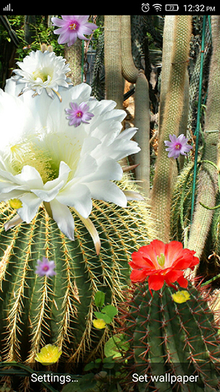 Gratis Växter live wallpaper för Android på surfplattan arbetsbordet: Cactus flowers.