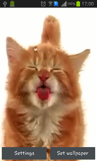 Cat licking screen - ladda ner levande bakgrundsbilder till Android 4.0 mobiler.