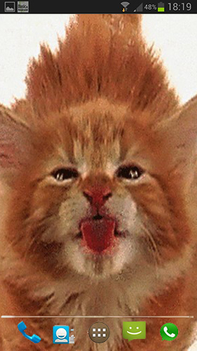 Cat licks - ladda ner levande bakgrundsbilder till Android 5.0 mobiler.