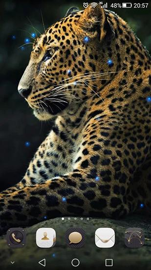 Gratis levande bakgrundsbilder Cheetah på Android-mobiler och surfplattor.