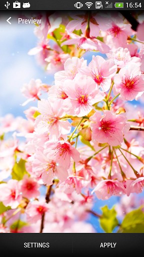 Gratis Växter live wallpaper för Android på surfplattan arbetsbordet: Cherry blossom.