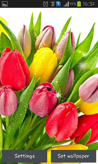 Gratis Blommor live wallpaper för Android på surfplattan arbetsbordet: Colorful tulips.