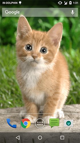 Ladda ner Cute cat by Psii - gratis live wallpaper för Android på skrivbordet.