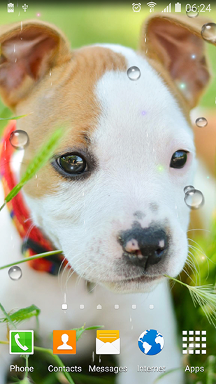 Cute animals - ladda ner levande bakgrundsbilder till Android 7.0 mobiler.