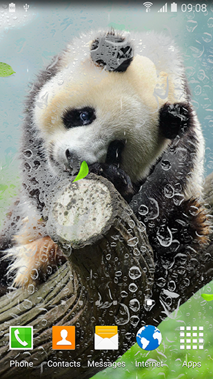 Cute panda - ladda ner levande bakgrundsbilder till Android 4.4 mobiler.