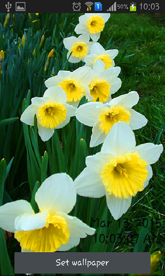 Daffodils - ladda ner levande bakgrundsbilder till Android 1.5 mobiler.