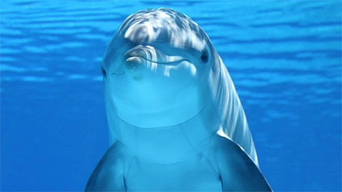 Ladda ner Dolphins 3D by Mosoyo - gratis live wallpaper för Android på skrivbordet.