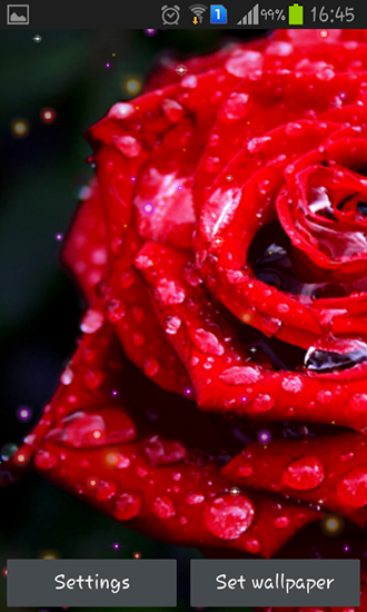 Drops and roses - ladda ner levande bakgrundsbilder till Android 5.0 mobiler.