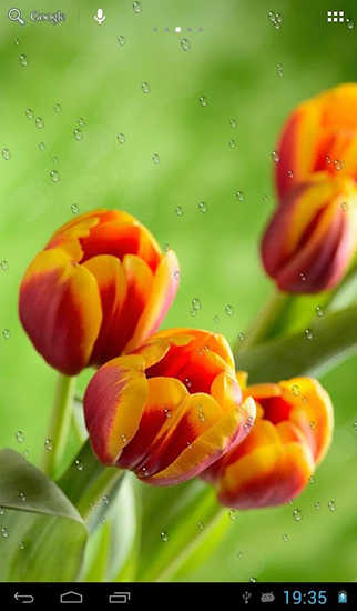 Drops on tulips - ladda ner levande bakgrundsbilder till Android 4.1 mobiler.