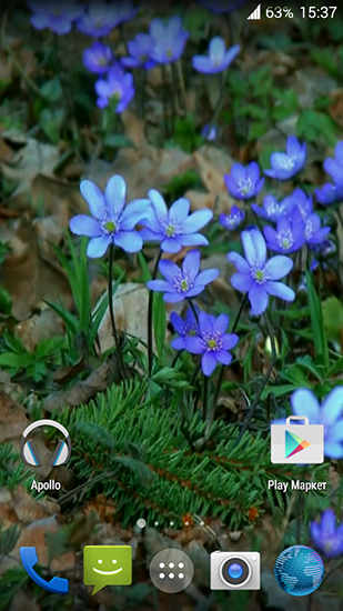 Forest flowers - ladda ner levande bakgrundsbilder till Android 4.4.2 mobiler.