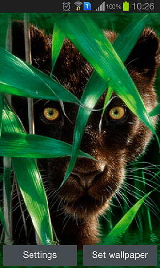Forest panther - ladda ner levande bakgrundsbilder till Android 4.4.4 mobiler.