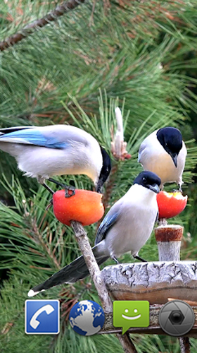 Ladda ner Garden birds - gratis live wallpaper för Android på skrivbordet.
