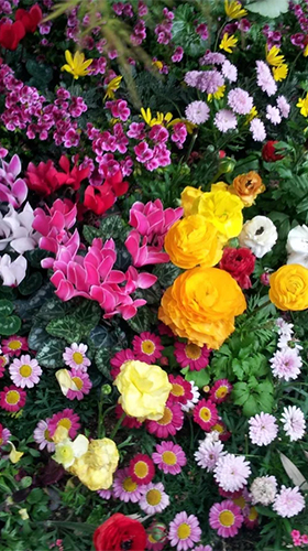 Ladda ner Garden flowers - gratis live wallpaper för Android på skrivbordet.
