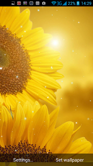 Gratis Växter live wallpaper för Android på surfplattan arbetsbordet: Golden sunflower.