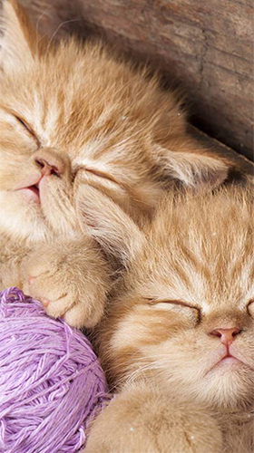Ladda ner Kittens by Wallpaper qHD - gratis live wallpaper för Android på skrivbordet.