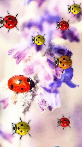 Ladda ner Ladybugs by 3D HD Moving Live Wallpapers Magic Touch Clocks - gratis live wallpaper för Android på skrivbordet.