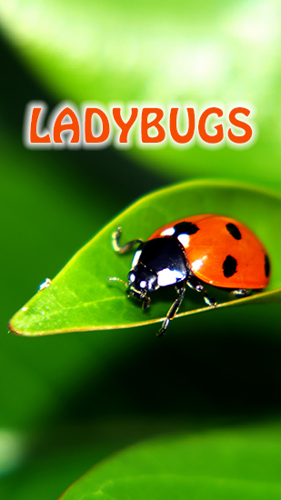 Ladybugs - ladda ner levande bakgrundsbilder till Android 1.0 mobiler.