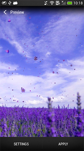 Ladda ner Lavender - gratis live wallpaper för Android på skrivbordet.