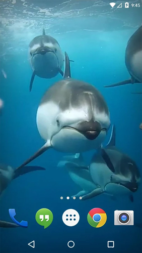 Ladda ner Ocean 3D: Dolphin - gratis live wallpaper för Android på skrivbordet.