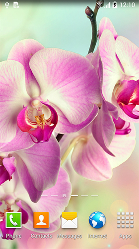 Ladda ner Orchids by BlackBird Wallpapers - gratis live wallpaper för Android på skrivbordet.