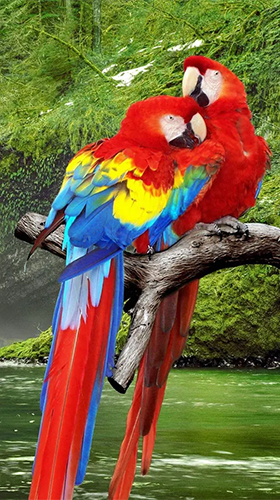 Ladda ner Parrot by Live Animals APPS - gratis live wallpaper för Android på skrivbordet.