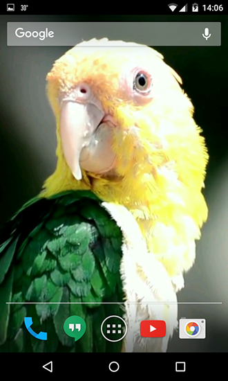 Gratis levande bakgrundsbilder Parrots på Android-mobiler och surfplattor.