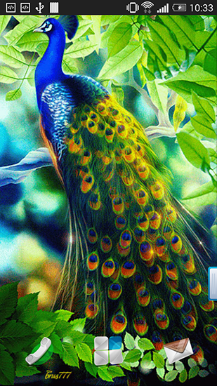 Peacock - ladda ner levande bakgrundsbilder till Android 8.0 mobiler.