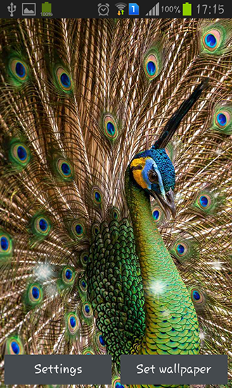 Peacock feather - ladda ner levande bakgrundsbilder till Android 4.3 mobiler.