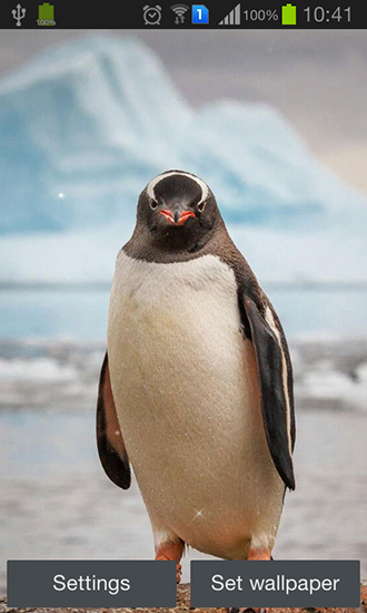 Penguin - ladda ner levande bakgrundsbilder till Android 9.3.1 mobiler.