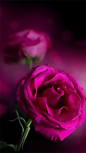 Ladda ner Pink rose - gratis live wallpaper för Android på skrivbordet.