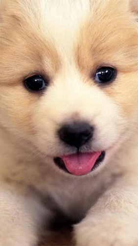 Ladda ner Puppies - gratis live wallpaper för Android på skrivbordet.