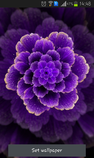 Purple flower - ladda ner levande bakgrundsbilder till Android 4.4.4 mobiler.