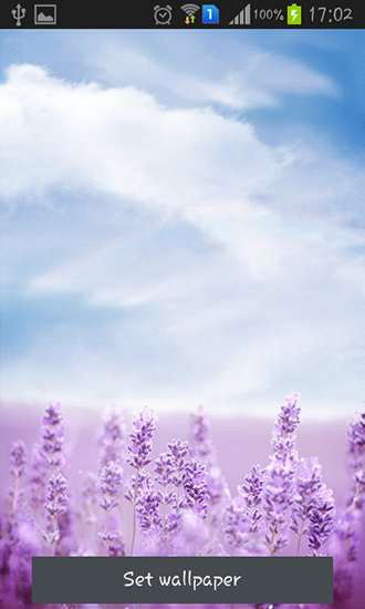 Purple lavender - ladda ner levande bakgrundsbilder till Android 4.4.2 mobiler.