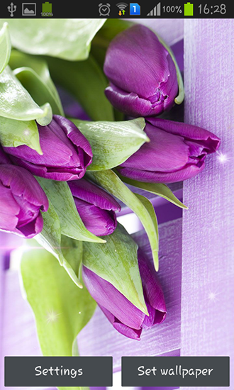 Gratis Blommor live wallpaper för Android på surfplattan arbetsbordet: Purple tulips.
