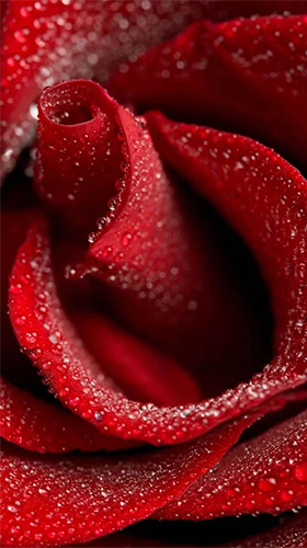 Ladda ner Red rose by HQ Awesome Live Wallpaper - gratis live wallpaper för Android på skrivbordet.