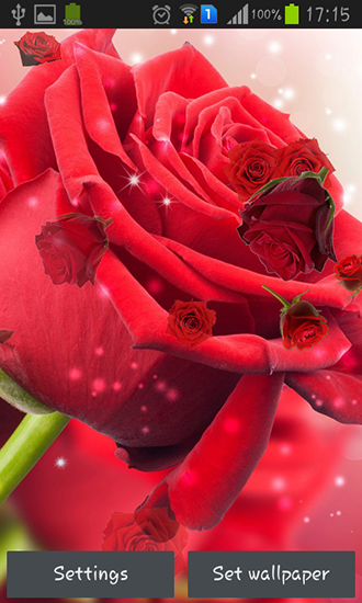 Gratis Blommor live wallpaper för Android på surfplattan arbetsbordet: Red rose.