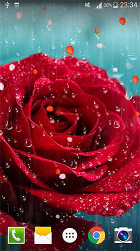 Ladda ner Rose: Raindrop - gratis live wallpaper för Android på skrivbordet.