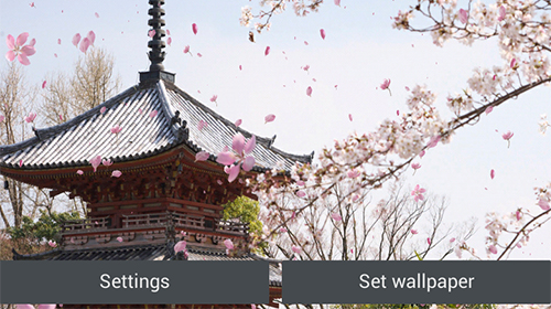 Ladda ner Sakura garden - gratis live wallpaper för Android på skrivbordet.