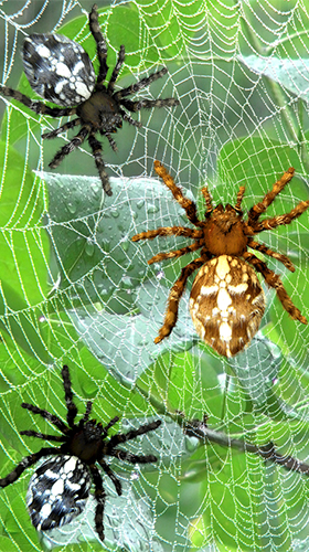 Ladda ner Spider by Cosmic Mobile Wallpapers - gratis live wallpaper för Android på skrivbordet.