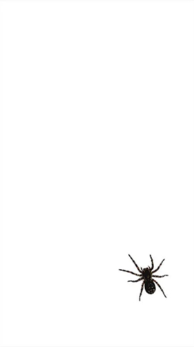 Ladda ner Spider by villeHugh - gratis live wallpaper för Android på skrivbordet.