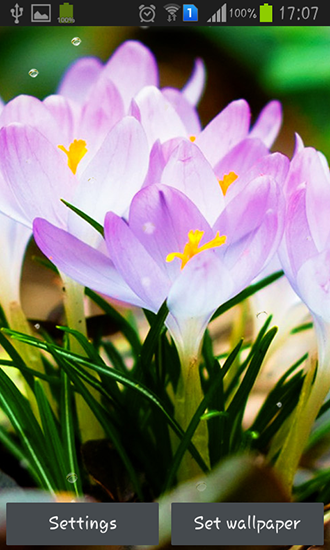Spring flowers: Rain - ladda ner levande bakgrundsbilder till Android 1.5 mobiler.